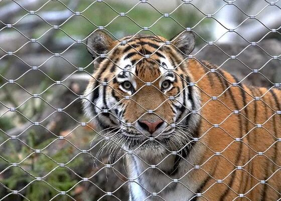 ステンレス スチール ロープ メッシュ 動物 園 フェンシング 高い 安全性 と 美学 的 な