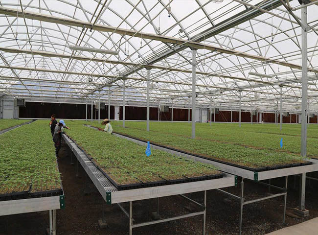 温室のSeedbedの天面のための拡大された金属